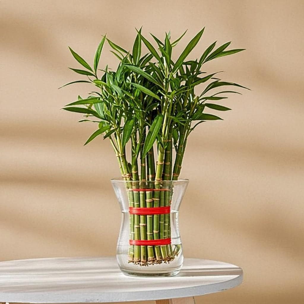 3 Layer Lucky Bamboo — Indoor Plant Gift Nepal